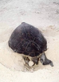 Green Turtle (Chelonia mydas) Green Turtle (Chelonia mydas)