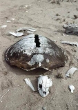 Green Turtle (Chelonia mydas)