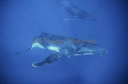 Humpback Whales (Megaptera novaeangliae) Humpback Whales (Megaptera novaeangliae)