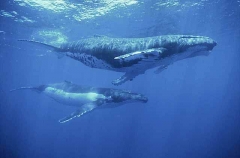 Humpback Whales (Megaptera novaeangliae) Humpback Whales (Megaptera novaeangliae)