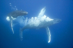 Humpback Whales (Megaptera novaeangliae) Humpback Whales (Megaptera novaeangliae)