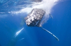Humpback Whale (Megaptera novaeangliae) Humpback Whale (Megaptera novaeangliae)