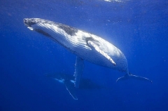 Humpback Whales (Megaptera novaeangliae) Humpback Whales (Megaptera novaeangliae)