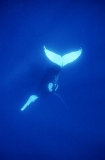 Humpback Whale (Megaptera novaeangliae) Humpback Whale (Megaptera novaeangliae)