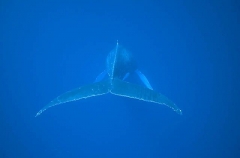 Humpback Whale (Megaptera novaeangliae) Humpback Whale (Megaptera novaeangliae)