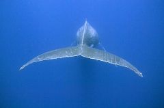 Humpback Whale (Megaptera novaeangliae) Humpback Whale (Megaptera novaeangliae)