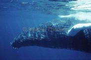 Humpback Whale (Megaptera novaeangliae) Humpback Whale (Megaptera novaeangliae)