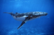 Humpback Whale (Megaptera novaeangliae)