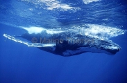 Humpback Whale (Megaptera novaeangliae) Humpback Whale (Megaptera novaeangliae)