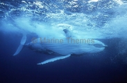 Humpback Whale (Megaptera novaeangliae) Humpback Whale (Megaptera novaeangliae)