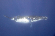 Humpback Whale (Megaptera novaeangliae) Humpback Whale (Megaptera novaeangliae)