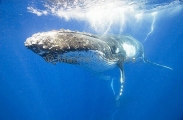 Humpback Whale (Megaptera novaeangliae)