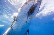 Humpback Whale (Megaptera novaeangliae) Humpback Whale (Megaptera novaeangliae)