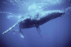 Humpback Whale (Megaptera novaeangliae) Humpback Whale (Megaptera novaeangliae)