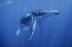 Humpback Whale (Megaptera novaeangliae) Humpback Whale (Megaptera novaeangliae)