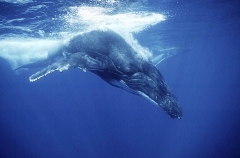 Humpback Whale (Megaptera novaeangliae) Humpback Whale (Megaptera novaeangliae)