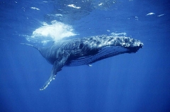 Humpback Whale (Megaptera novaeangliae) Humpback Whale (Megaptera novaeangliae)