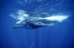 Humpback Whale (Megaptera novaeangliae) Humpback Whale (Megaptera novaeangliae)
