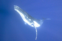 Humpback Whale (Megaptera novaeangliae) Humpback Whale (Megaptera novaeangliae)