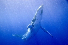 Humpback Whale (Megaptera novaeangliae) Humpback Whale (Megaptera novaeangliae)
