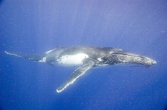 Humpback Whale (Megaptera novaeangliae) Humpback Whale (Megaptera novaeangliae)