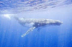 Humpback Whale (Megaptera novaeangliae) Humpback Whale (Megaptera novaeangliae)