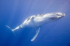 Humpback Whale (Megaptera novaeangliae) Humpback Whale (Megaptera novaeangliae)
