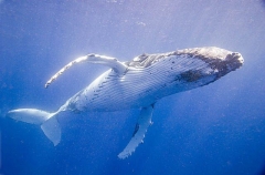 Humpback Whale (Megaptera novaeangliae) Humpback Whale (Megaptera novaeangliae)
