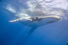 Humpback Whale (Megaptera novaeangliae) Humpback Whale (Megaptera novaeangliae)