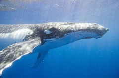Humpback Whale (Megaptera novaeangliae) Humpback Whale (Megaptera novaeangliae)