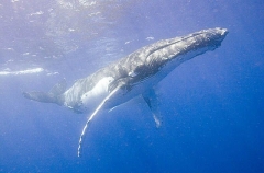 Humpback Whale (Megaptera novaeangliae) Humpback Whale (Megaptera novaeangliae)