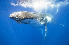 Humpback Whale (Megaptera novaeangliae) Humpback Whale (Megaptera novaeangliae)