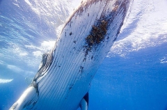 Humpback Whale (Megaptera novaeangliae) Humpback Whale (Megaptera novaeangliae)