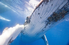 Humpback Whale (Megaptera novaeangliae) Humpback Whale (Megaptera novaeangliae)