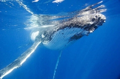 Humpback Whale (Megaptera novaeangliae) Humpback Whale (Megaptera novaeangliae)