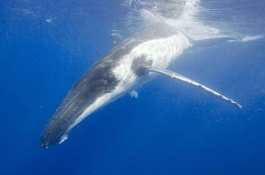 Humpback Whale (Megaptera novaeangliae) Humpback Whale (Megaptera novaeangliae)