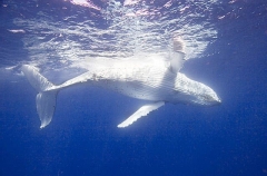 Humpback Whale (Megaptera novaeangliae) Humpback Whale (Megaptera novaeangliae)