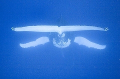 Humpback Whale (Megaptera novaeangliae) Humpback Whale (Megaptera novaeangliae)