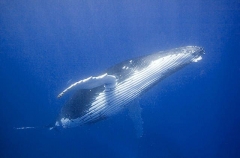 Humpback Whale (Megaptera novaeangliae) Humpback Whale (Megaptera novaeangliae)