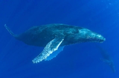 Humpback Whales (Megaptera novaeangliae) Humpback Whales (Megaptera novaeangliae)