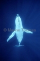 Humpback Whale (Megaptera novaeangliae) Humpback Whale (Megaptera novaeangliae)