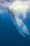 Humpback Whale (Megaptera novaeangliae) Humpback Whale (Megaptera novaeangliae)