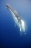 Humpback Whale (Megaptera novaeangliae) Humpback Whale (Megaptera novaeangliae)