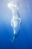 Humpback Whale (Megaptera novaeangliae) Humpback Whale (Megaptera novaeangliae)
