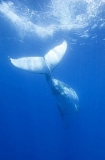 Humpback Whale (Megaptera novaeangliae) Humpback Whale (Megaptera novaeangliae)
