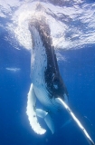 Humpback Whale (Megaptera novaeangliae) Humpback Whale (Megaptera novaeangliae)