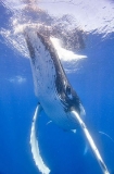 Humpback Whale (Megaptera novaeangliae) Humpback Whale (Megaptera novaeangliae)