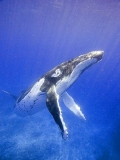 Humpback Whale (Megaptera novaeangliae) Humpback Whale (Megaptera novaeangliae)