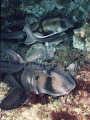 Port Jackson Sharks (Heterodontus portusjacksoni)