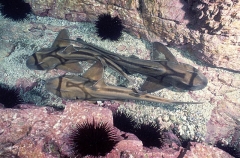 Port Jackson Sharks (Heterodontus portusjacksoni) Port Jackson Sharks (Heterodontus portusjacksoni)